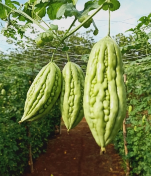 Trang trai rau củ quả sạch Phúc Gia Huy Farm