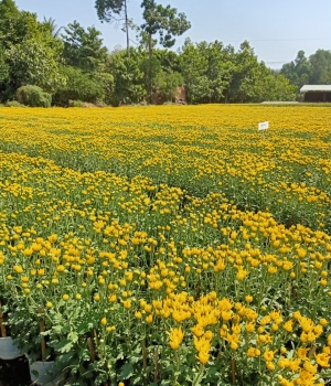 Hoa Tết Phúc Gia Huy Farm 2021