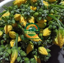 BÔNG BÍ XANH