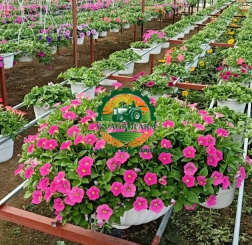 nhập tên 2