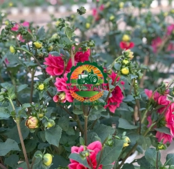  HOA THƯỢC DƯỢC