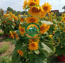 HOA  HƯỚNG DƯƠNG