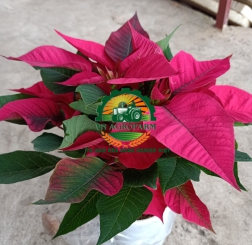 HOA TRẠNG NGUYÊN