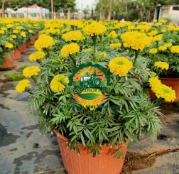 HOA CÚC VẠN THỌ
