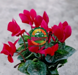 HOA ANH THẢO