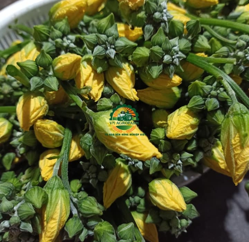 BÔNG BÍ XANH