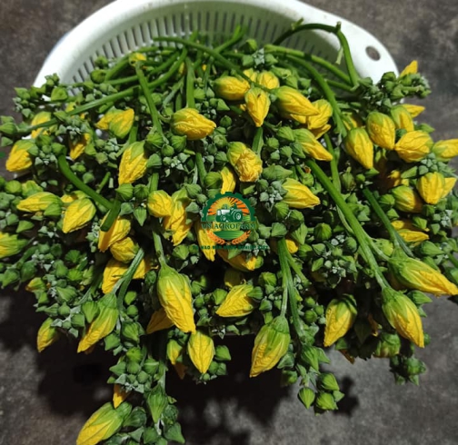 BÔNG BÍ XANH