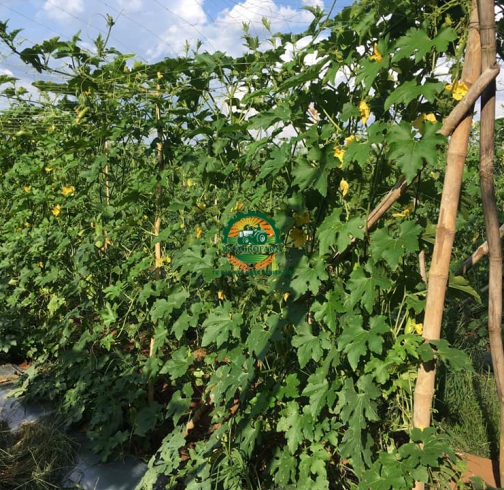 BÍ XANH