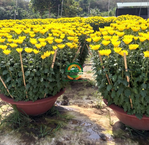 HOA CÚC ĐẠI ĐOÁ