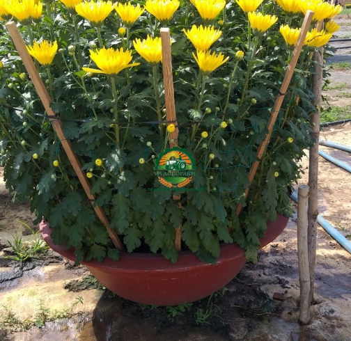 HOA CÚC ĐẠI ĐOÁ