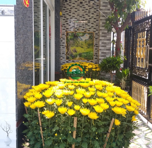 HOA CÚC ĐẠI ĐOÁ