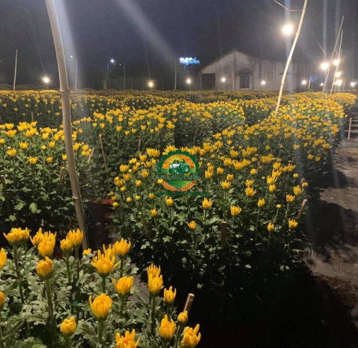HOA CÚC ĐẠI ĐOÁ
