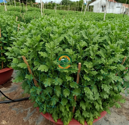 HOA CÚC ĐẠI ĐOÁ