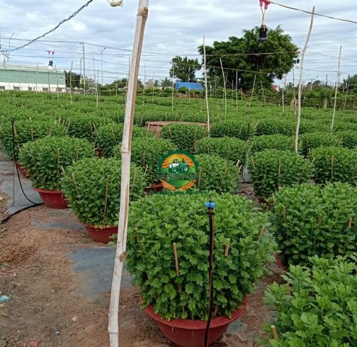 HOA CÚC ĐẠI ĐOÁ