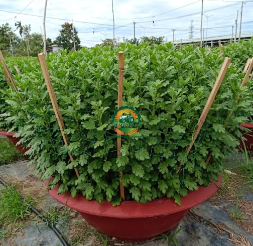 HOA CÚC ĐẠI ĐOÁ
