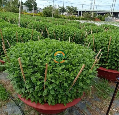 HOA CÚC ĐẠI ĐOÁ