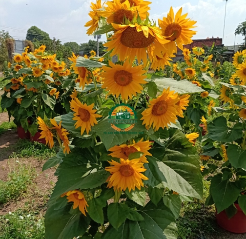 HOA  HƯỚNG DƯƠNG
