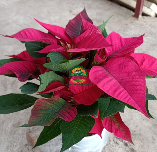 HOA TRẠNG NGUYÊN