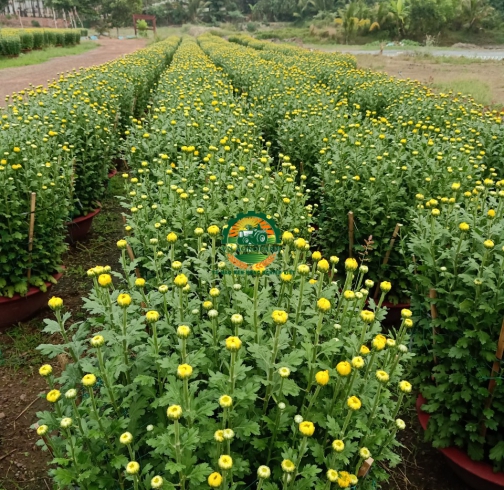 HOA CÚC ĐẠI ĐOÁ