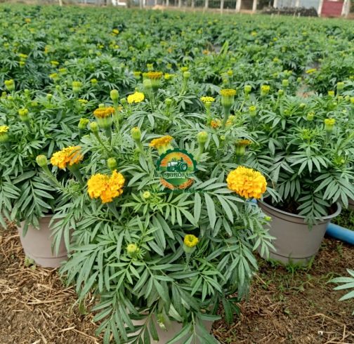HOA CÚC VẠN THỌ