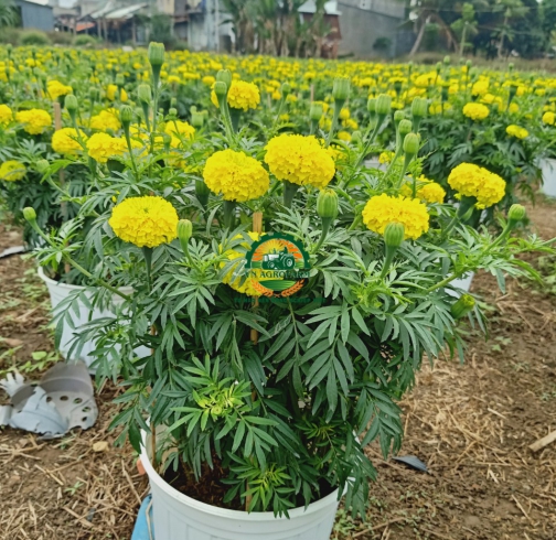 HOA CÚC VẠN THỌ