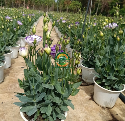 HOA  CÁT TƯỜNG