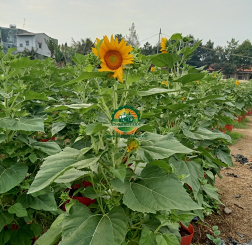 HOA  HƯỚNG DƯƠNG
