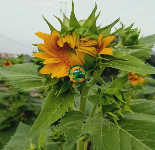 HOA  HƯỚNG DƯƠNG
