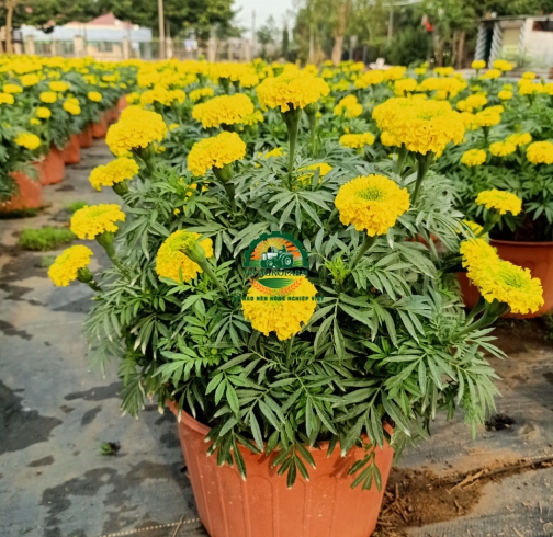 HOA CÚC VẠN THỌ
