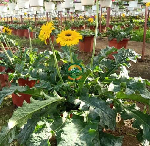HOA ĐỒNG TIỀN