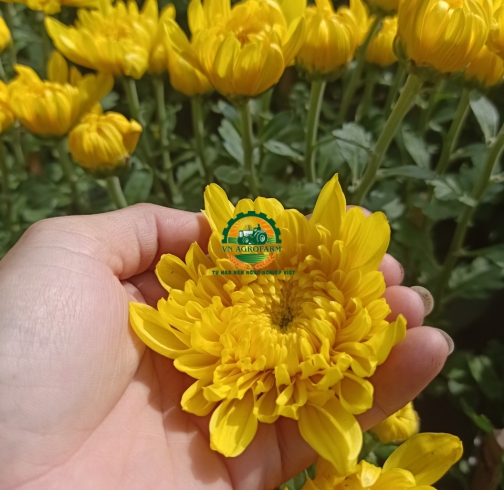 HOA CÚC ĐẠI ĐOÁ