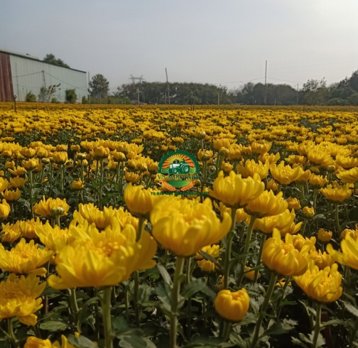 HOA CÚC ĐẠI ĐOÁ