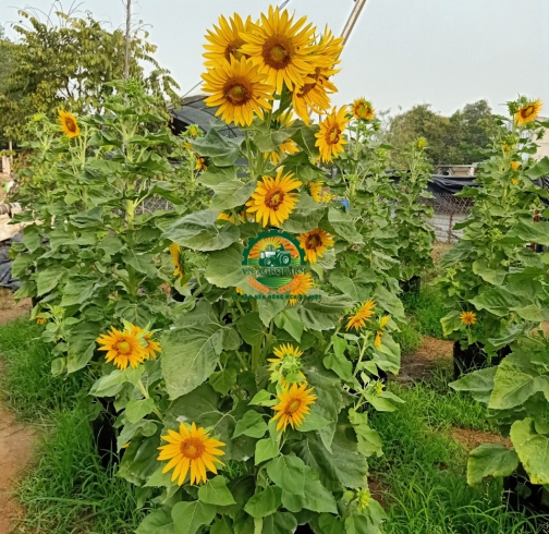 HOA  HƯỚNG DƯƠNG