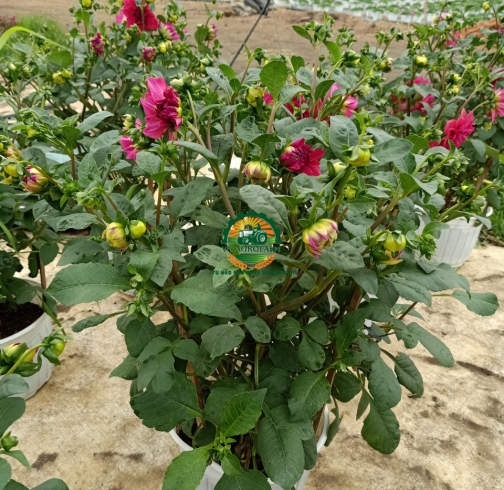  HOA THƯỢC DƯỢC