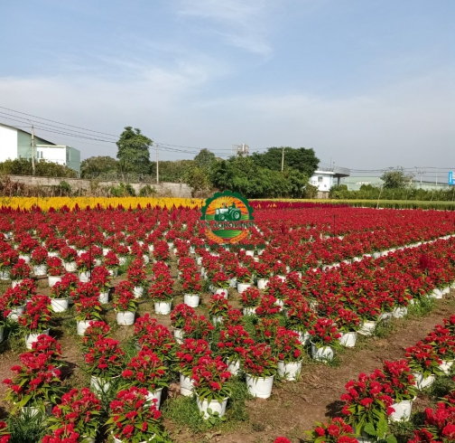  HOA MÀO GÀ
