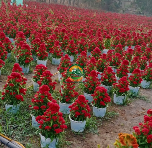  HOA MÀO GÀ