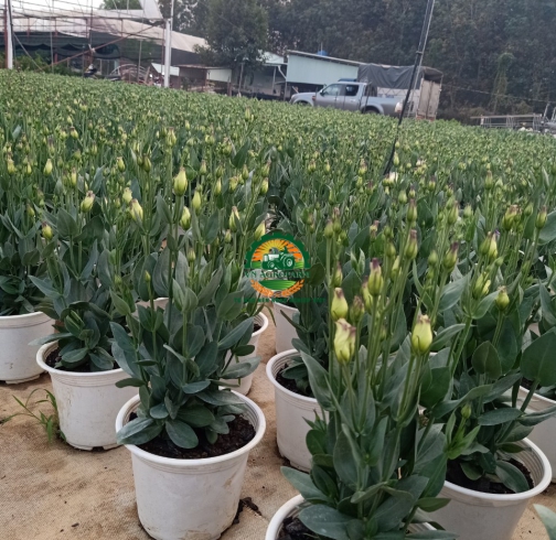 HOA  CÁT TƯỜNG