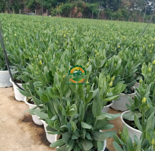 HOA  CÁT TƯỜNG