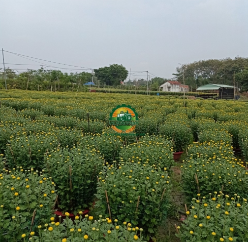 HOA CÚC ĐẠI ĐOÁ
