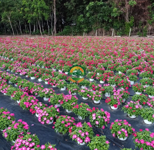  HOA DỪA CẠN 