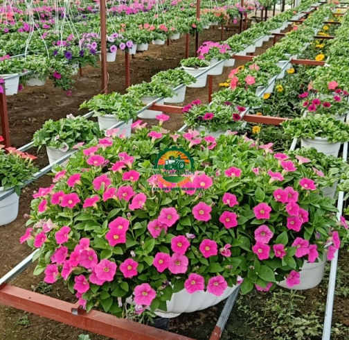  DẠ YẾN THẢO 