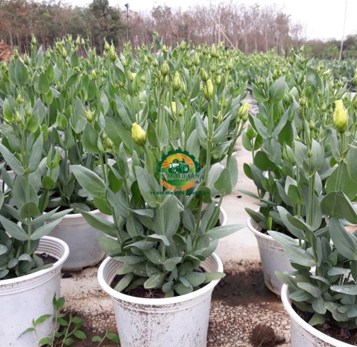 HOA  CÁT TƯỜNG