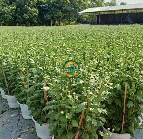 HOA CÚC ĐẠI ĐOÁ