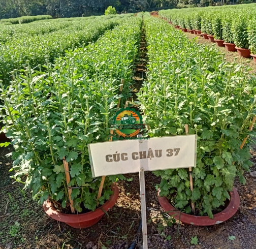 HOA CÚC ĐẠI ĐOÁ