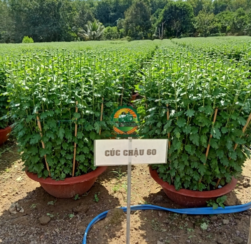 HOA CÚC ĐẠI ĐOÁ