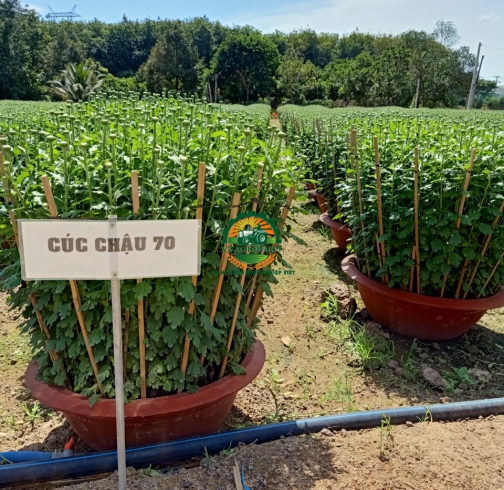 HOA CÚC ĐẠI ĐOÁ