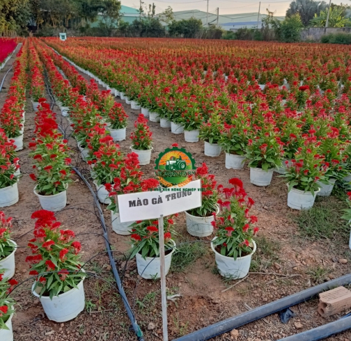 HOA MÀO GÀ