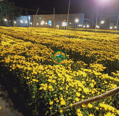 HOA CÚC ĐẠI ĐOÁ