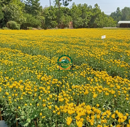 HOA CÚC ĐẠI ĐOÁ