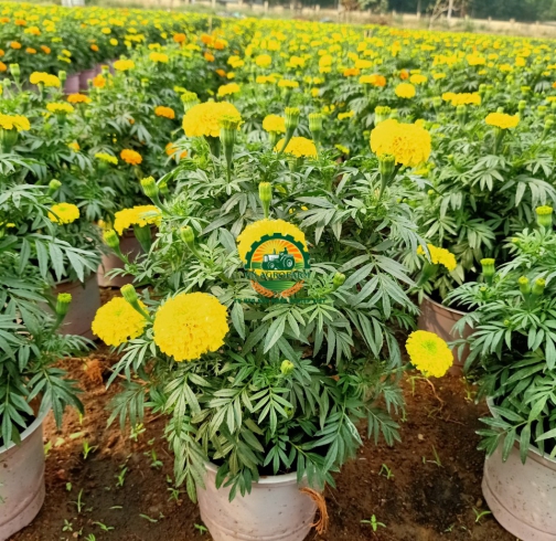 HOA CÚC VẠN THỌ